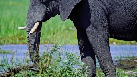 African Elephant Drinking Water from River – Wildlife Footage Stock Footage 272862572