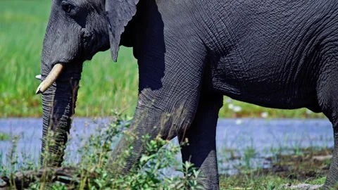 African Elephant Drinking Water from River – Wildlife Footage Stock Footage 272867475