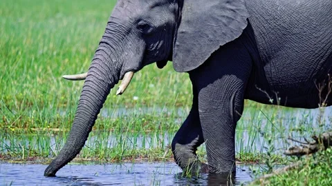 African Elephant Drinking Water from River – Wildlife Footage Video stock 272872602