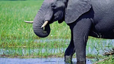 African Elephant Drinking Water from River – Wildlife Footage Stock Footage 272875973
