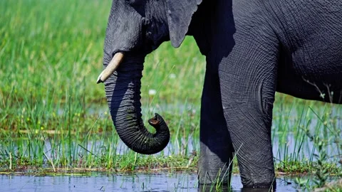 African Elephant Drinking Water from River – Wildlife Footage Video stock 272894708