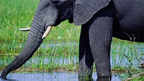 African Elephant Drinking Water from River – Wildlife Footage Stock Footage 272897180