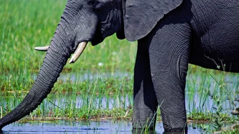 African Elephant Drinking Water from River – Wildlife Footage Stock Footage 272901312