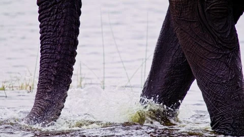 African Elephant Drinking Water from River – Wildlife Footage Stock Footage 273822852