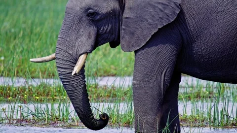 African Elephant Drinking Water from River – Wildlife Footage Stock Footage 274321602
