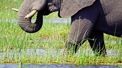 African Elephant Drinking Water from River – Wildlife Footage Stock Footage 274326682