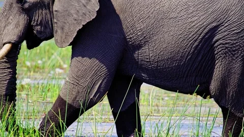 African Elephant Drinking Water from River – Wildlife Footage Stock Footage 274329649