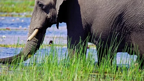 African Elephant Drinking Water from River – Wildlife Footage 库存影片 274334062