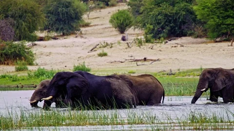 African Elephant Drinking Water from River – Wildlife Footage Video stock 274384879
