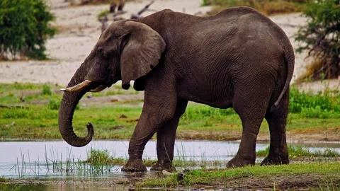 African Elephant Drinking Water from River – Wildlife Footage Stock Footage 274393722