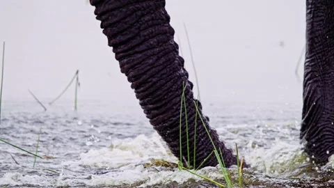 African Elephant Drinking Water from River – Wildlife Footage Video stock 274403671