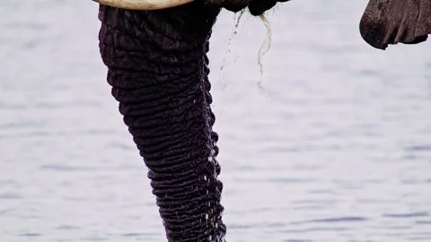 African Elephant Drinking Water from River – Wildlife Footage Stock-Footage 274408909