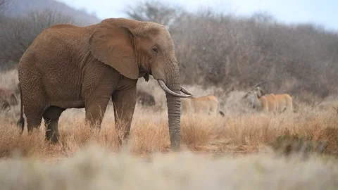 African elephant drinking water from a small pond. Stock Footage 321739896
