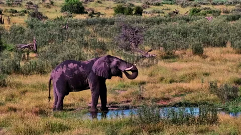 An African elephant drinking water from a small pool in the grassland Stock Footage 332826878