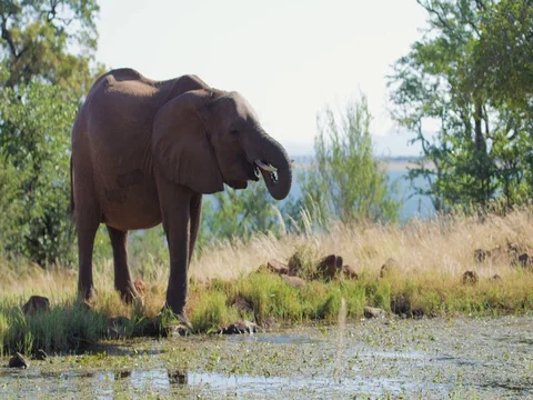 African Elephant Drinking - Wide 29sec 4k Stock Footage 72176264
