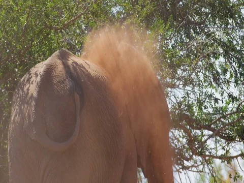 African Elephant dust bathing from behind 4k Stock Footage 72187471