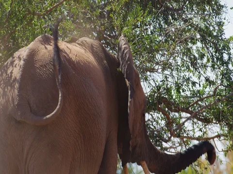 African Elephant dust bathing from behind 4k Stock Footage 72188310