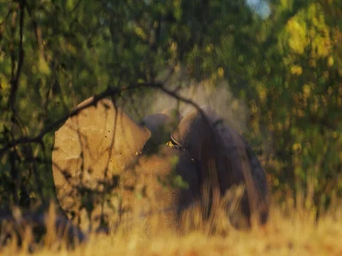African Elephant dusting behind bushes Stock Footage 72188982