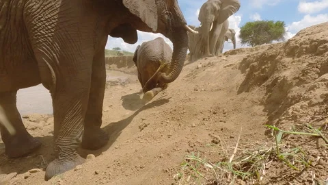 African elephant dusting body next to waterhole in sunny day Stock Footage 310974618