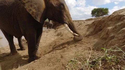 African elephant dusting next to waterhole in sunny day Stock Footage 310971673