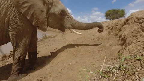 African elephant dusting self with trunk in sunny day Stock Footage 310976782