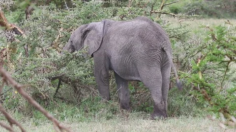 African elephant eating branches from a broken tree in the savannah Video stock 72395035