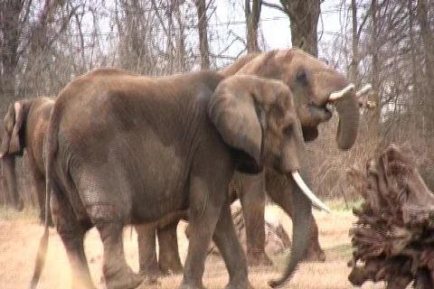 African Elephant eating Video stock 418636