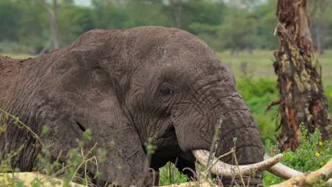 African Elephant Eating Stock Footage 327038943