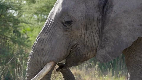 African Elephant Eating Stock Footage 327985714
