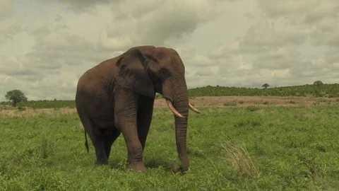 African Elephant eating grass 스톡 동영상 83098069