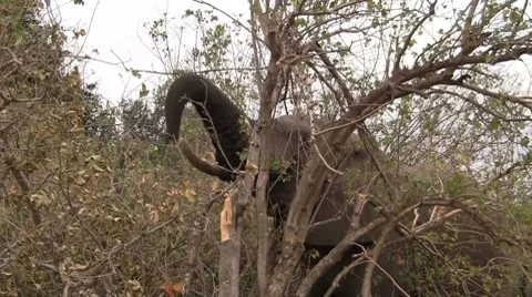 African elephant eating from a tree Stock Footage 8621516