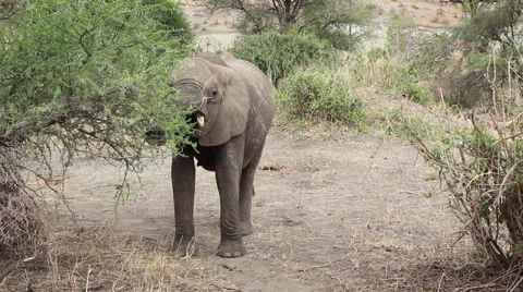 African Elephant Eats an Acacia Tree, then the Baby Enters Stock Footage 65379971