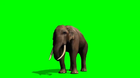 African Elephant eats - green screen 動画素材 36467498