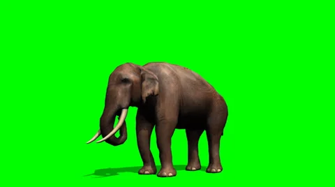 African Elephant eats - green screen 스톡 동영상 36467562