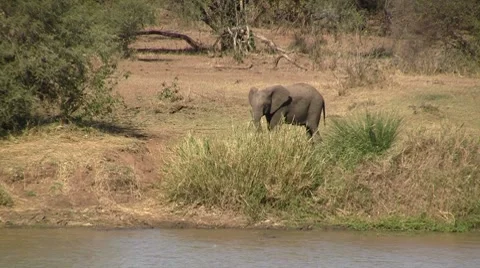 African elephant eats next to river 2 Stock Footage 8621765
