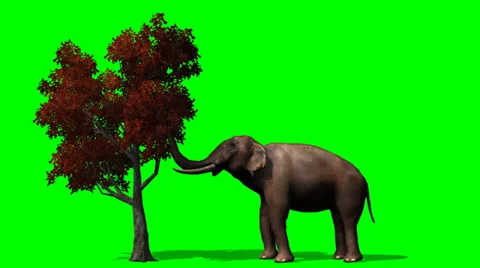 African Elephant eats from tree - green screen 動画素材 36472148