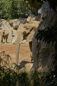 African elephant emerging from behind rocks near watering place Stock Photos