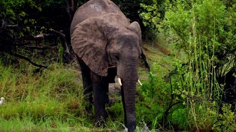 An African elephant faces the camera on the Zambezi riverbank Stock-Footage 345521213