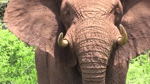 African Elephant facing camera, angry Stock Footage 165693710