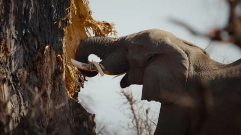 African elephant feeding on baobab tree bark in Gonarezhou National Park Stock Footage 337434884