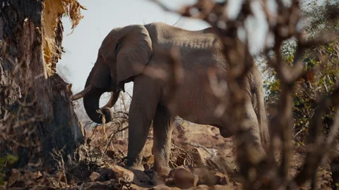 African elephant feeding on baobab tree bark in Gonarezhou National Park Stock Footage 337446168