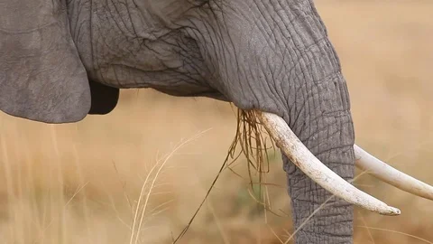 African elephant feeding close-up of trunk and tusk Stock Footage 101052759