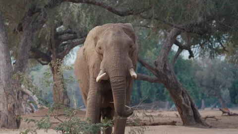 African elephant feeding on a fallen tree branch in Mana Pools National Park Stock Footage 337433919