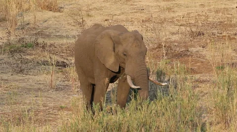 African elephant feeding Stock Footage