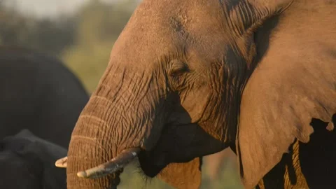 African Elephant Feeding Stock Footage 134598720
