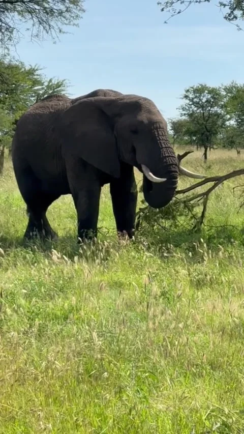 African elephant feeding on tree branches in the wild savannah Stock-Footage 334824278