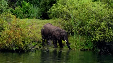 An African elephant feeds at the water's edge of the Zambezi River Stock-Footage 345521258