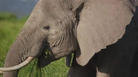 African elephant flapping ears Stock Footage 304088142
