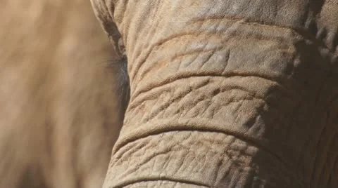 African Elephant Stock Footage 8966033