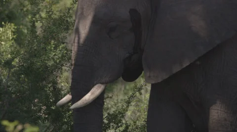 African Elephant Stock Footage 25231017